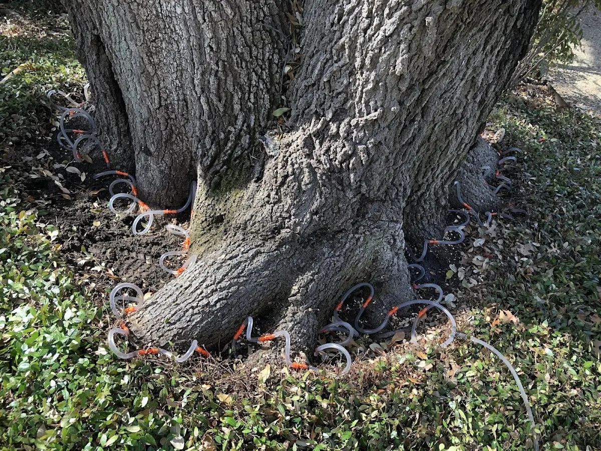 Detailed Tree Cabling and Bracing job site in Medford