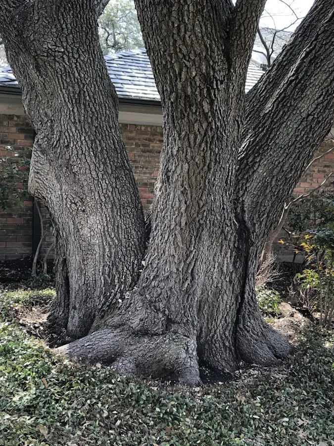 Mature heritage tree close to a Medford property cared for by certified arborists